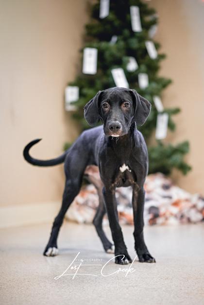 Enlarge Jingle, a Adoptable mixed breed in Kalispell, MT image 2/3