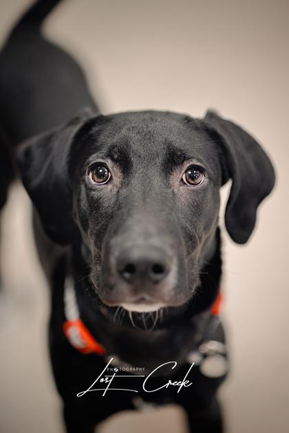 Enlarge Jingle, a Adoptable mixed breed in Kalispell, MT image 2/3