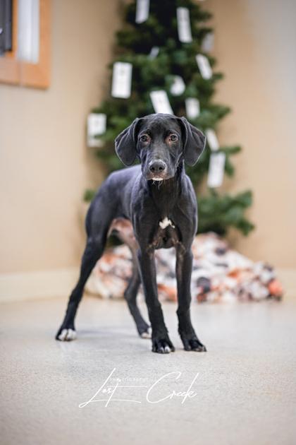Enlarge Jingle, a Adoptable mixed breed in Kalispell, MT image 3/3