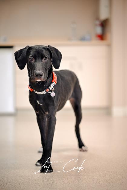 Enlarge Jingle, a Adoptable mixed breed in Kalispell, MT image 3/3