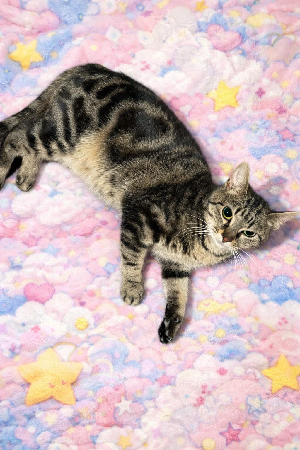 Enlarge Target, a ADOPTABLE Domestic Short Hair in Massillon , OH image 1/1