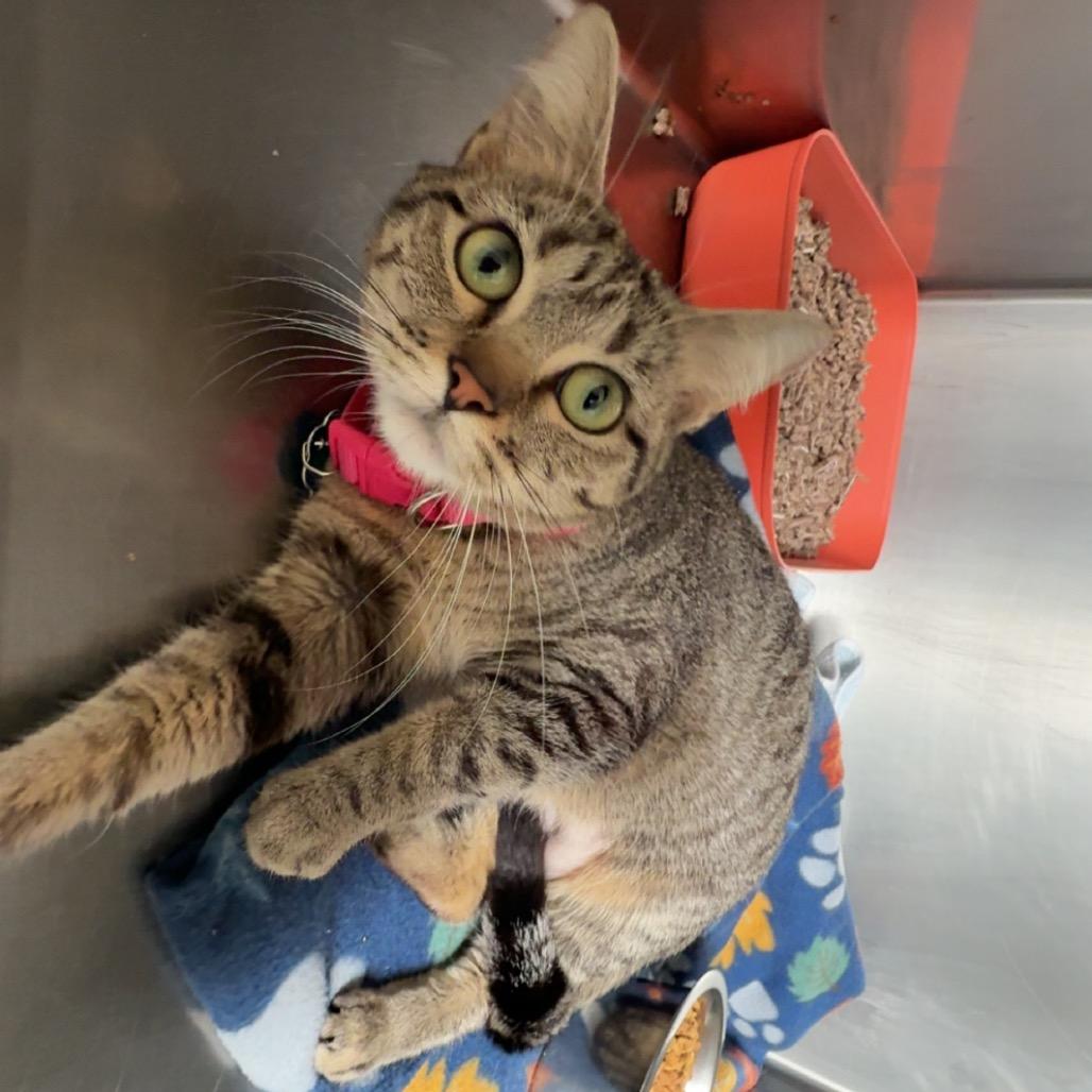 Enlarge Rosita, a Adoptable Domestic Short Hair in Blair, WI image 1/2