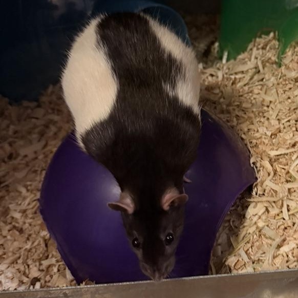 Enlarge Shila & Button BONDED PAIR, a ADOPTABLE Rat in Minneapolis, MN image 1/3