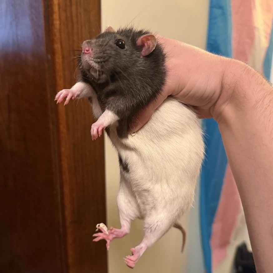 Enlarge Shila & Button BONDED PAIR, a ADOPTABLE Rat in Minneapolis, MN image 2/3