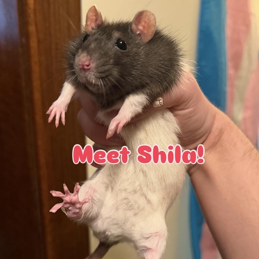 Enlarge Shila & Button BONDED PAIR, a ADOPTABLE Rat in Minneapolis, MN image 3/3