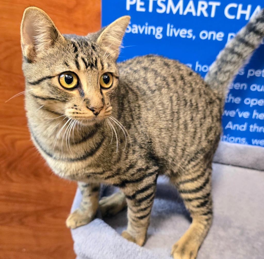 Sugar Pie, Adoptable, Kitten Female Domestic Short Hair.
