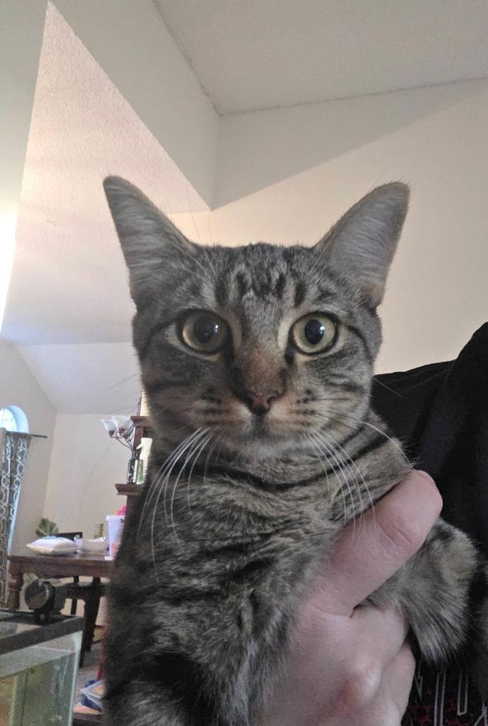 Enlarge Sugar Pie, a Adoptable mixed breed in Rowlett, TX image 2/5