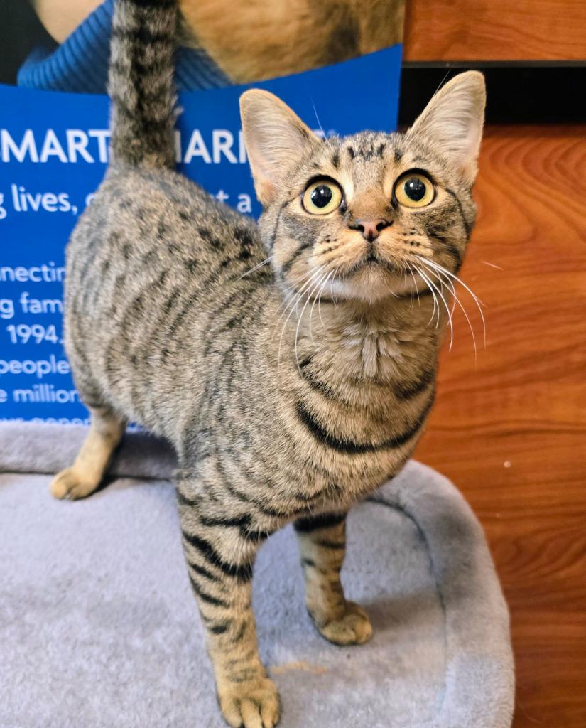 Enlarge Sugar Pie, a Adoptable mixed breed in Rowlett, TX image 3/5