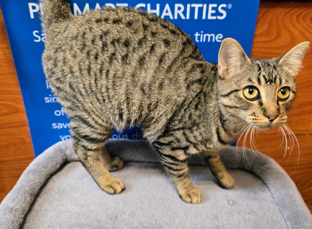 Enlarge Sugar Pie, a Adoptable mixed breed in Rowlett, TX image 5/5