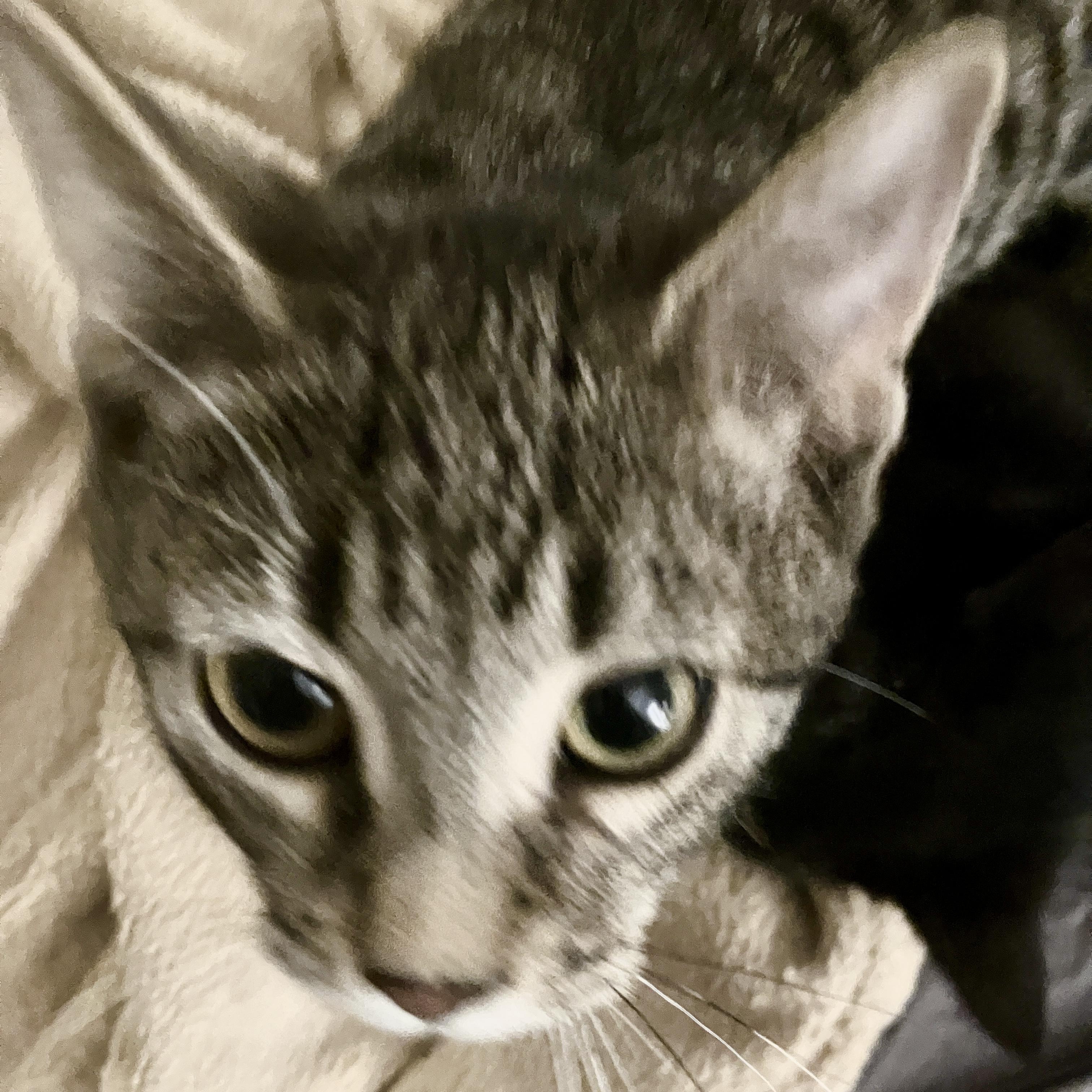 Enlarge Wobble, a Adoptable Domestic Short Hair in Detroit, MI image 2/3