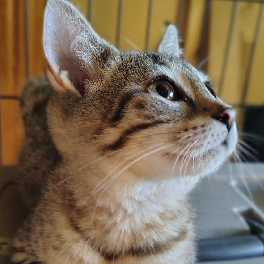 Wobble, Adoptable, Young Male Domestic Short Hair.