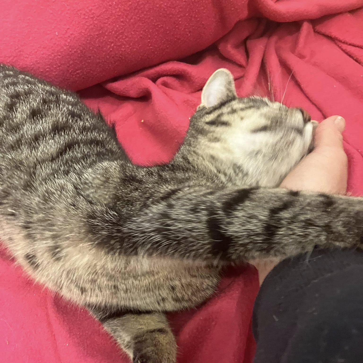 Enlarge Wobble, a Adoptable Domestic Short Hair in Detroit, MI image 3/3