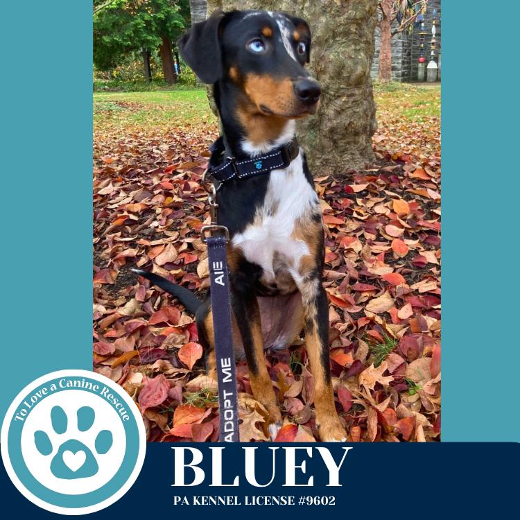 Enlarge Bluey 110825, a Adoptable mixed breed in Kimberton, PA image 1/6