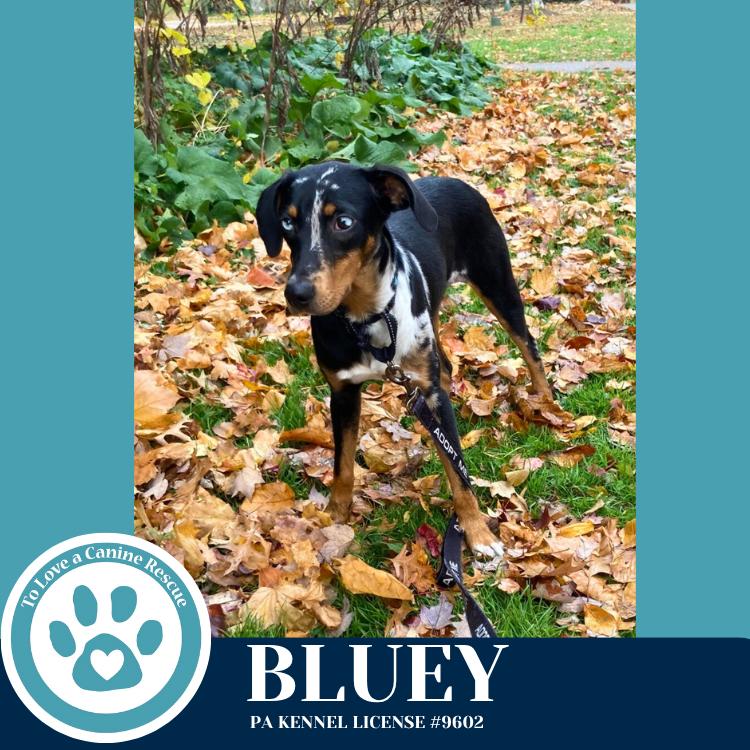 Enlarge Bluey 110825, a Adoptable mixed breed in Kimberton, PA image 2/6
