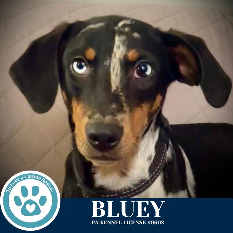 Bluey 110825, Adoptable, Young Female Australian Cattle Dog / Blue Heeler & Hound.