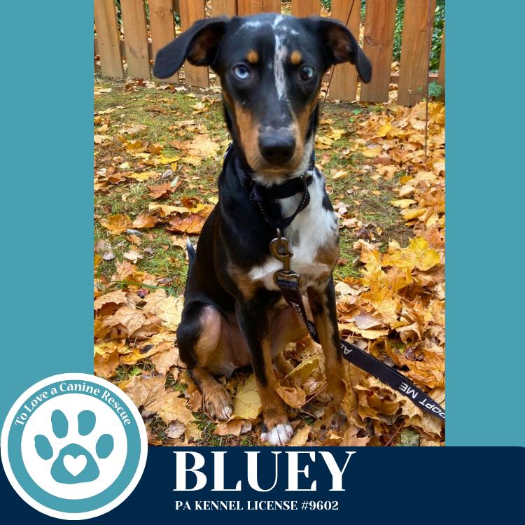Enlarge Bluey 110825, a Adoptable mixed breed in Kimberton, PA image 4/6