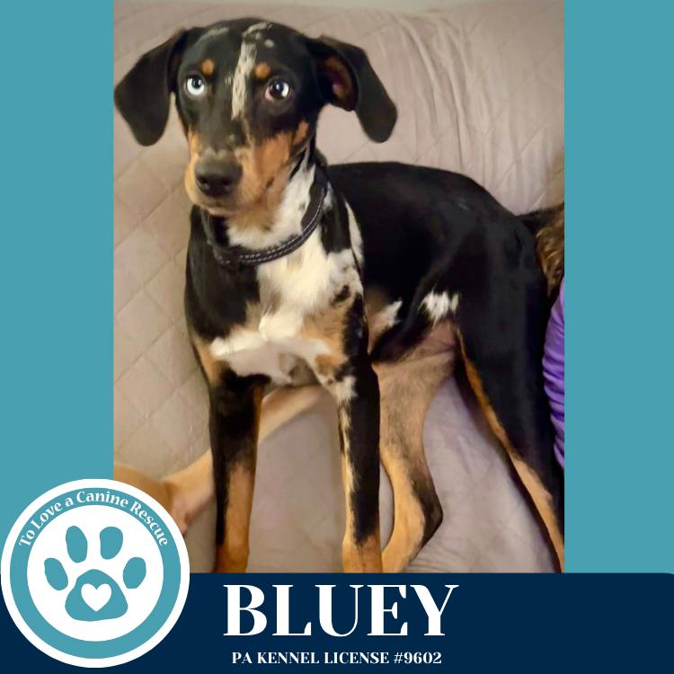 Enlarge Bluey 110825, a Adoptable mixed breed in Kimberton, PA image 5/6