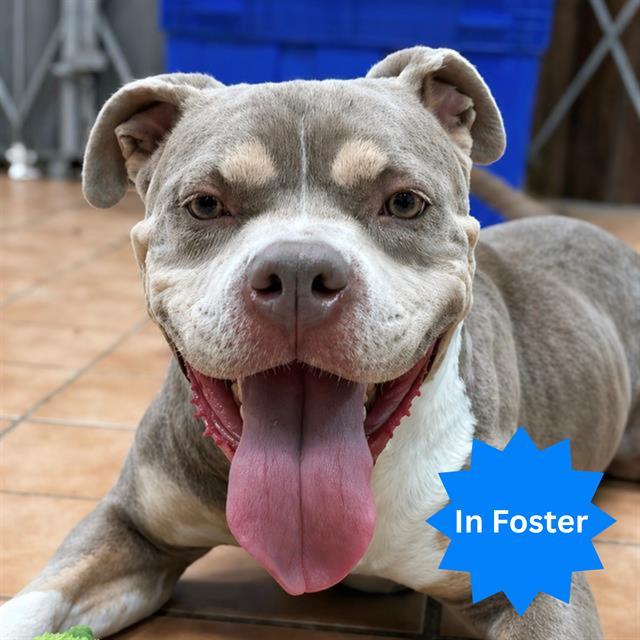 HONEY, Adoptable, Adult Female Pit Bull Terrier.