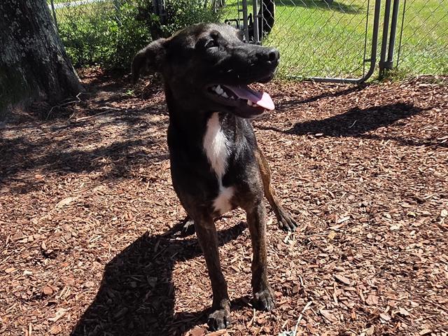 MATTHEW, Adoptable, Young Male Hound & Mixed Breed.