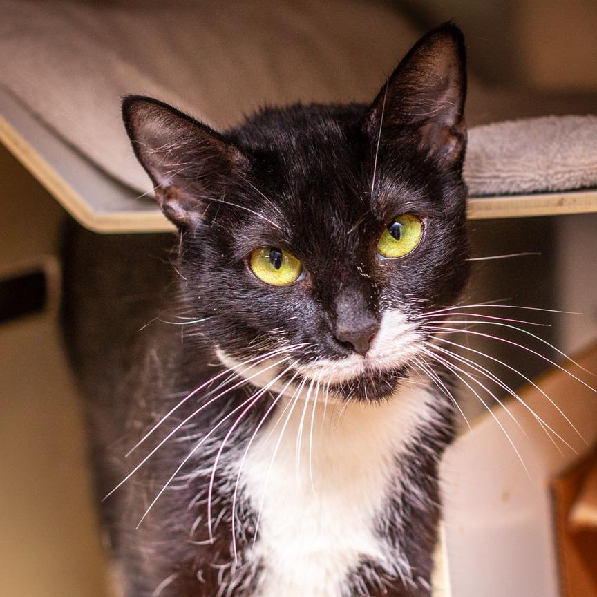 Fuzzy, a Adoptable mixed breed in Hattiesburg, MS image 1/5