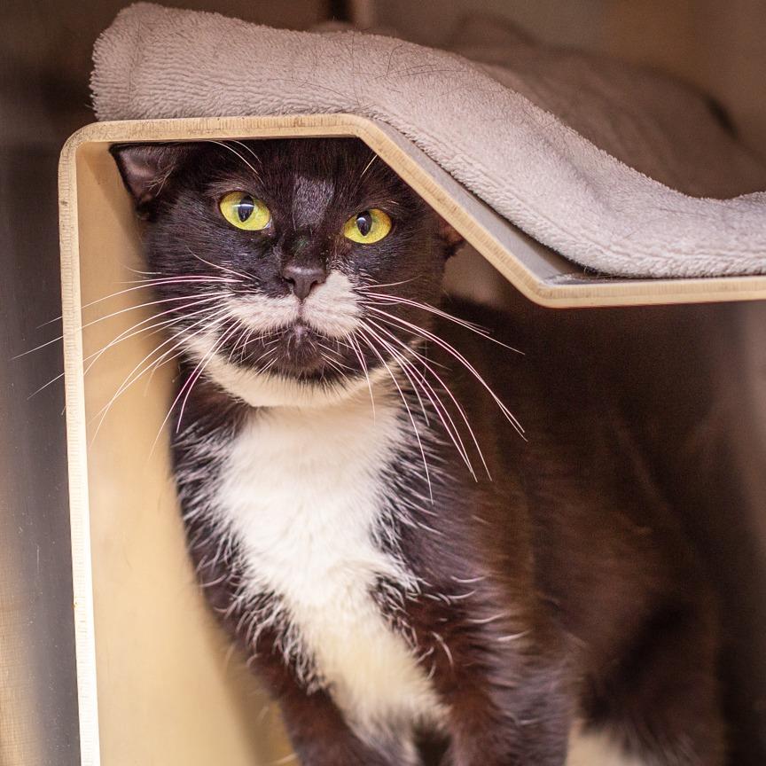 Fuzzy, a Adoptable mixed breed in Hattiesburg, MS image 2/5