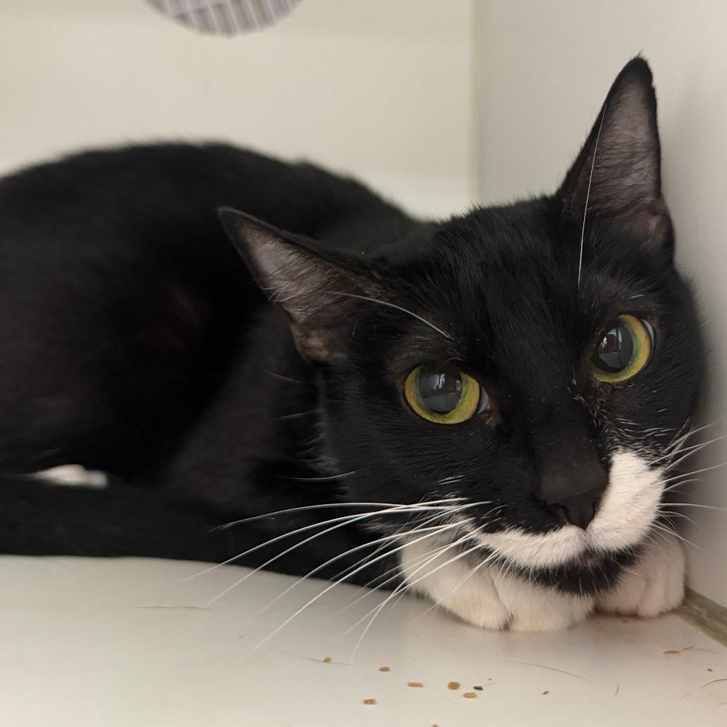 Fuzzy, a Adoptable mixed breed in Hattiesburg, MS image 3/5