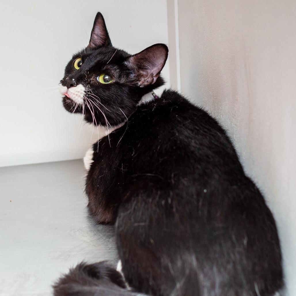 Fuzzy, a Adoptable mixed breed in Hattiesburg, MS image 4/5