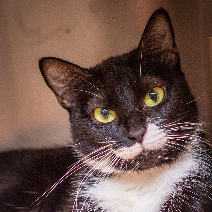 Fuzzy, a Adoptable mixed breed in Hattiesburg, MS image 5/5