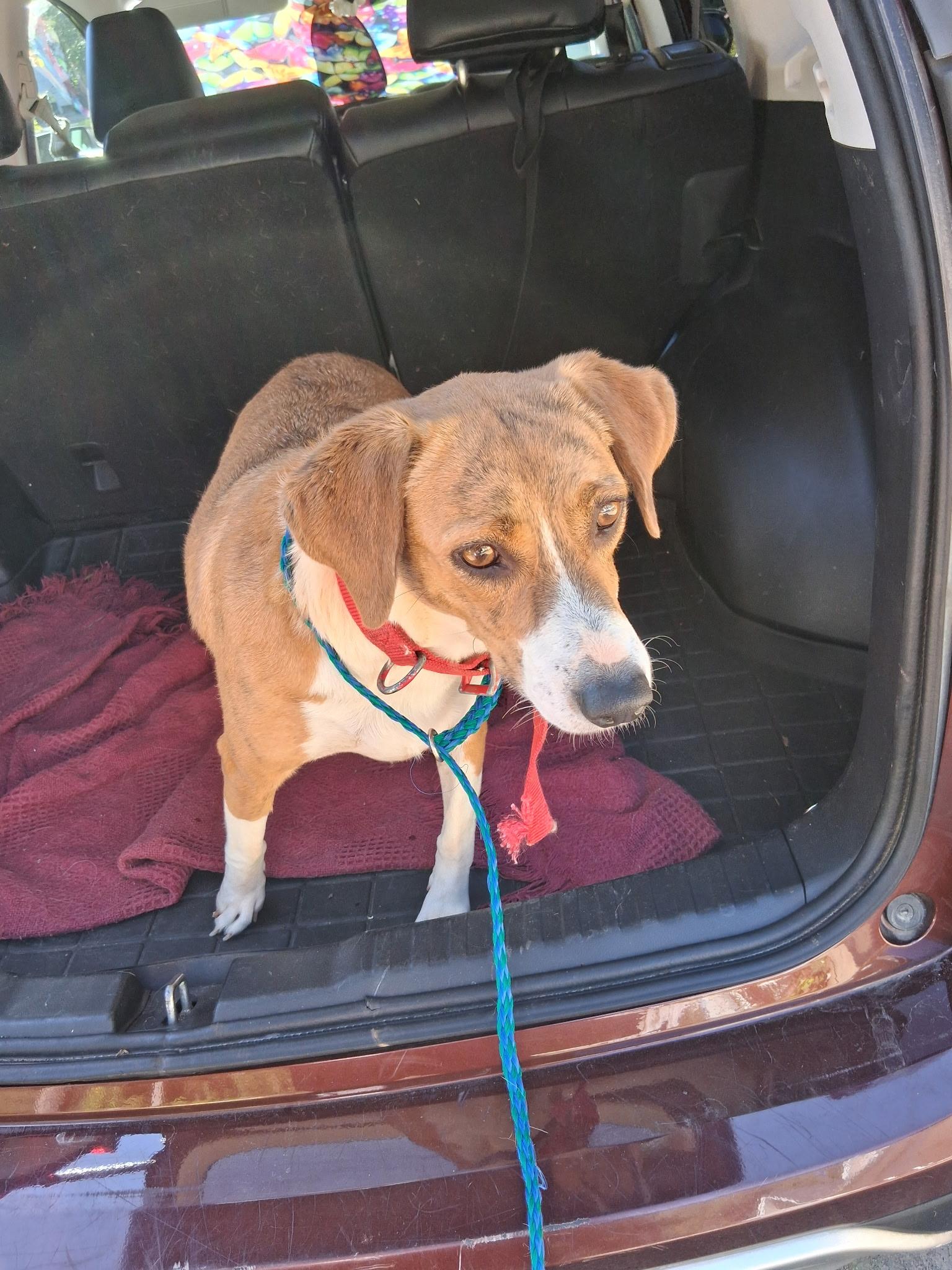 Enlarge Sweet Annie, a Adoptable mixed breed in Angier , NC image 2/5