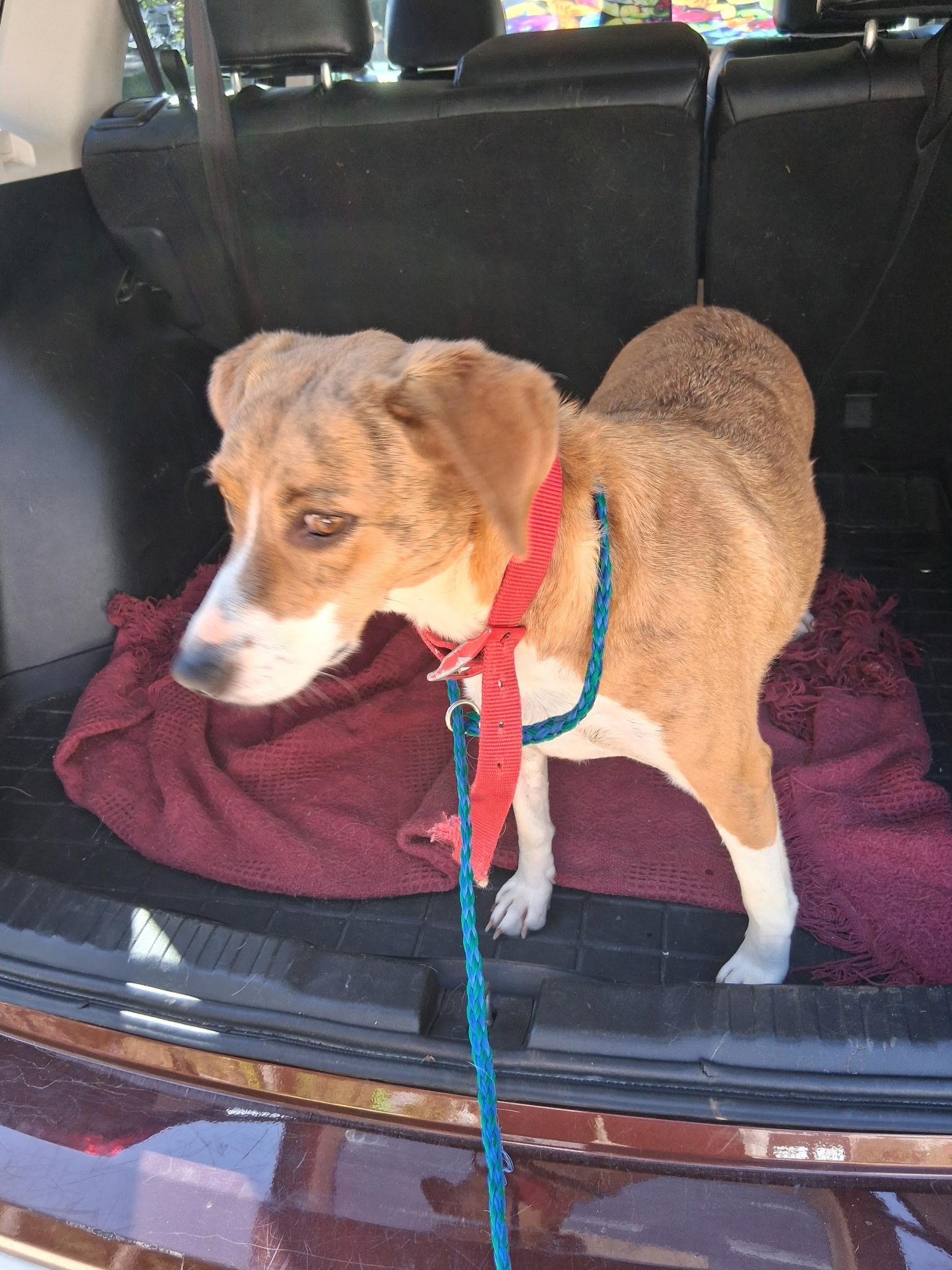 Enlarge Sweet Annie, a Adoptable mixed breed in Angier , NC image 3/5