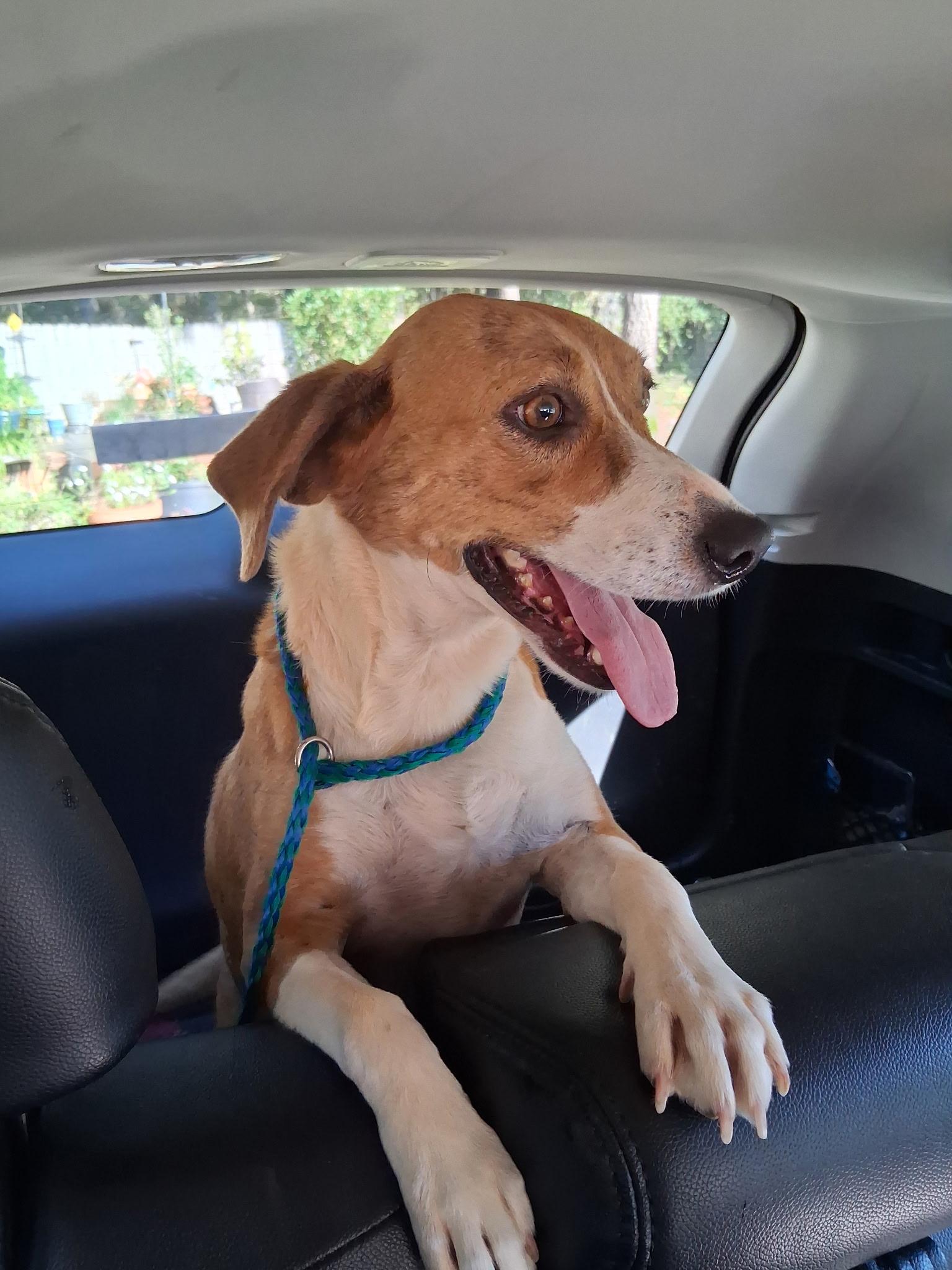 Enlarge Sweet Annie, a Adoptable mixed breed in Angier , NC image 1/5