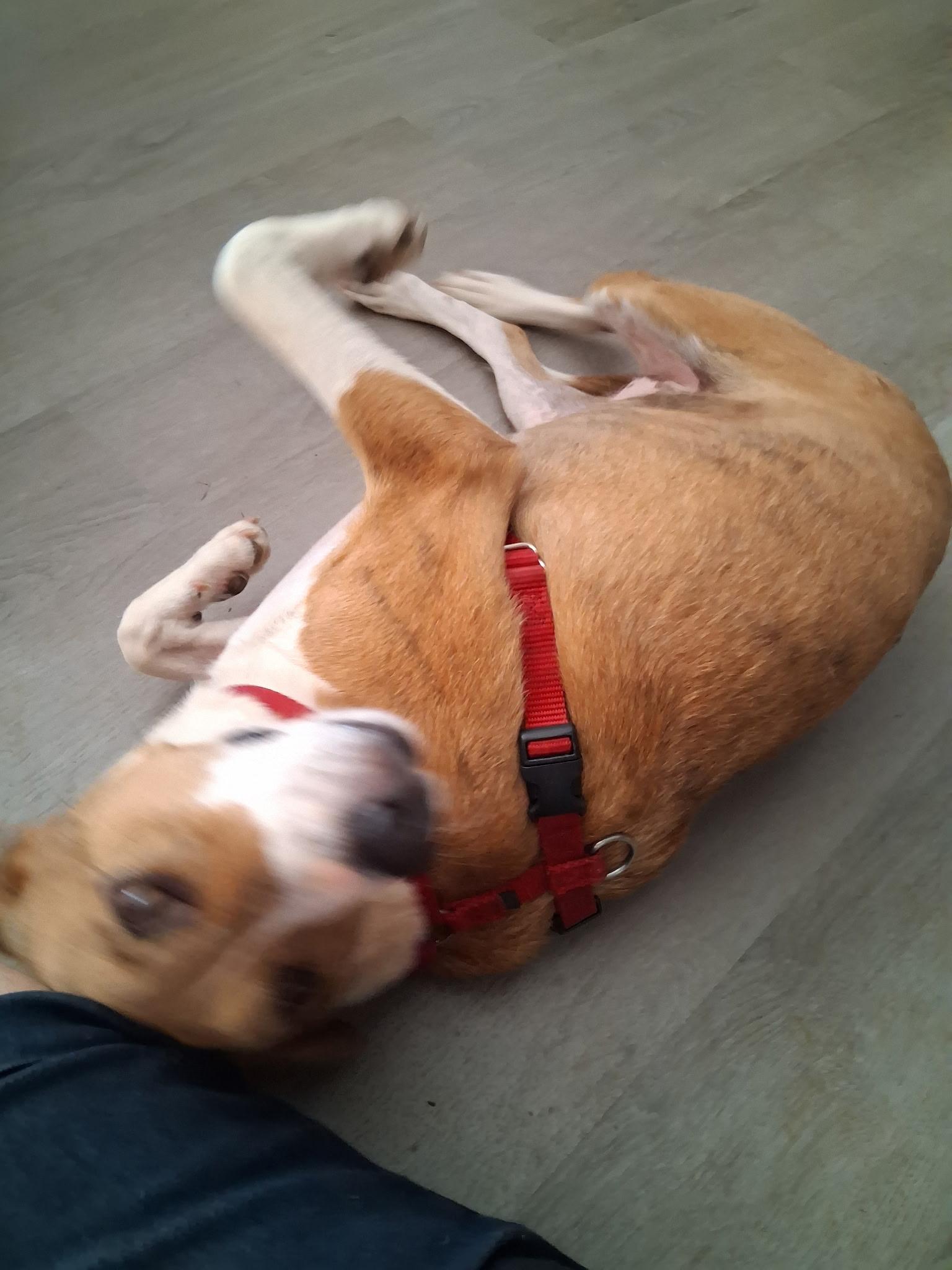 Enlarge Sweet Annie, a Adoptable mixed breed in Angier , NC image 4/5