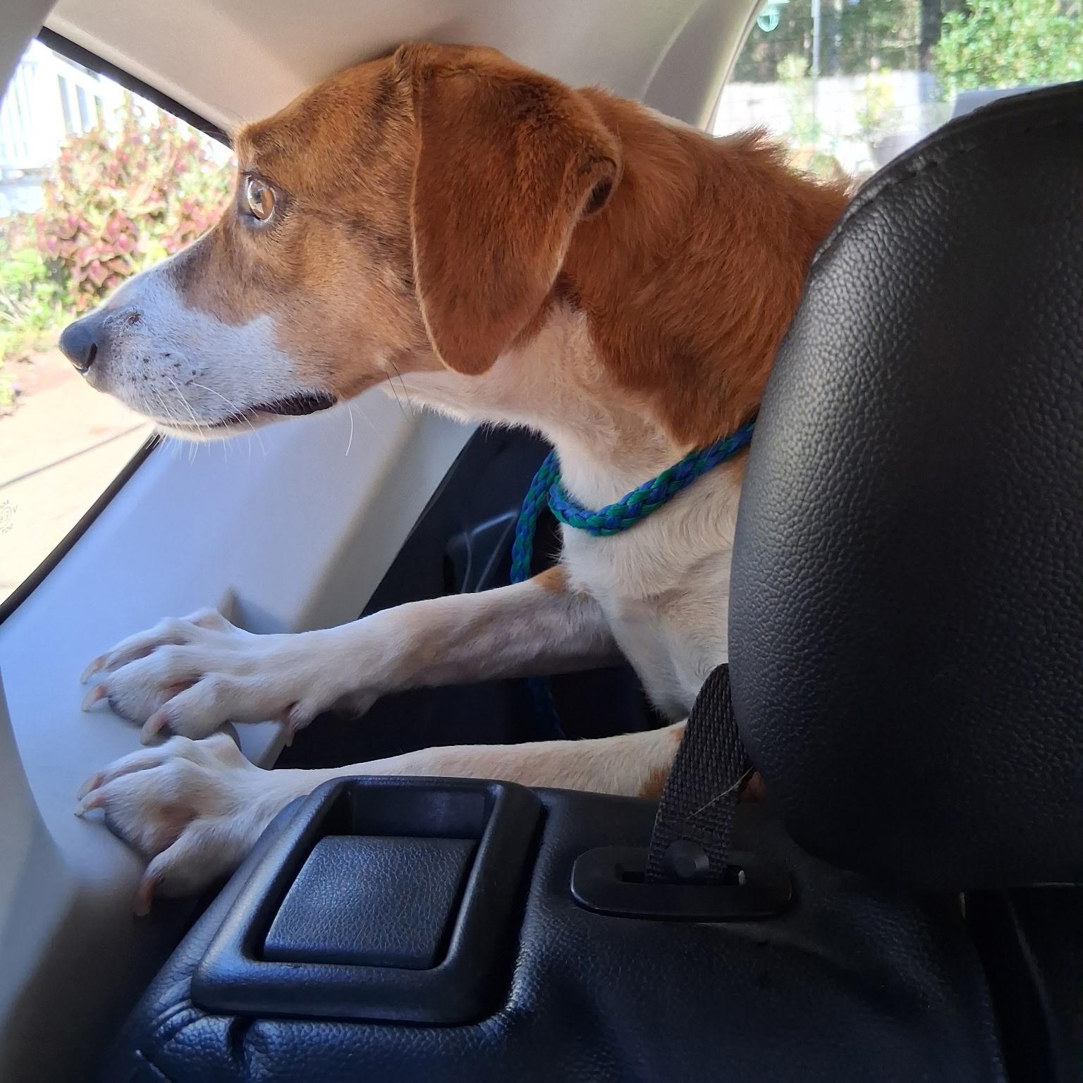 Enlarge Sweet Annie, a Adoptable mixed breed in Angier , NC image 5/5