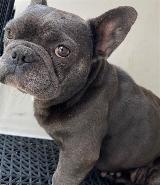 Enlarge MATILDA, a Adoptable mixed breed in Downey, CA image 1/1