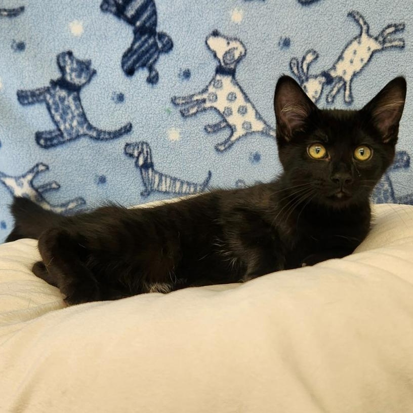 Malcolm, Adoptable, Kitten Male Domestic Medium Hair.