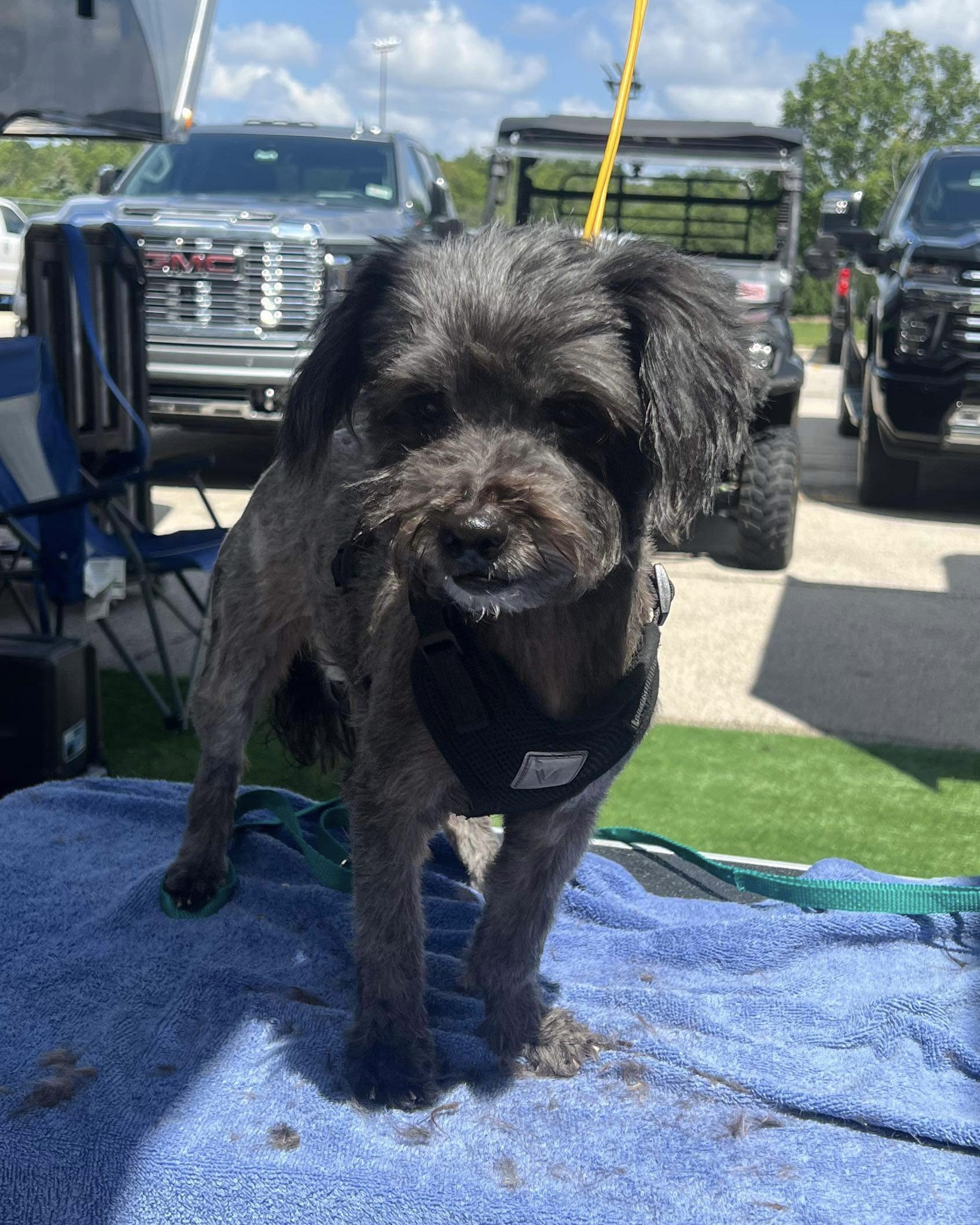 Taz, a Adopted mixed breed in Milwaukee, WI image 2/4