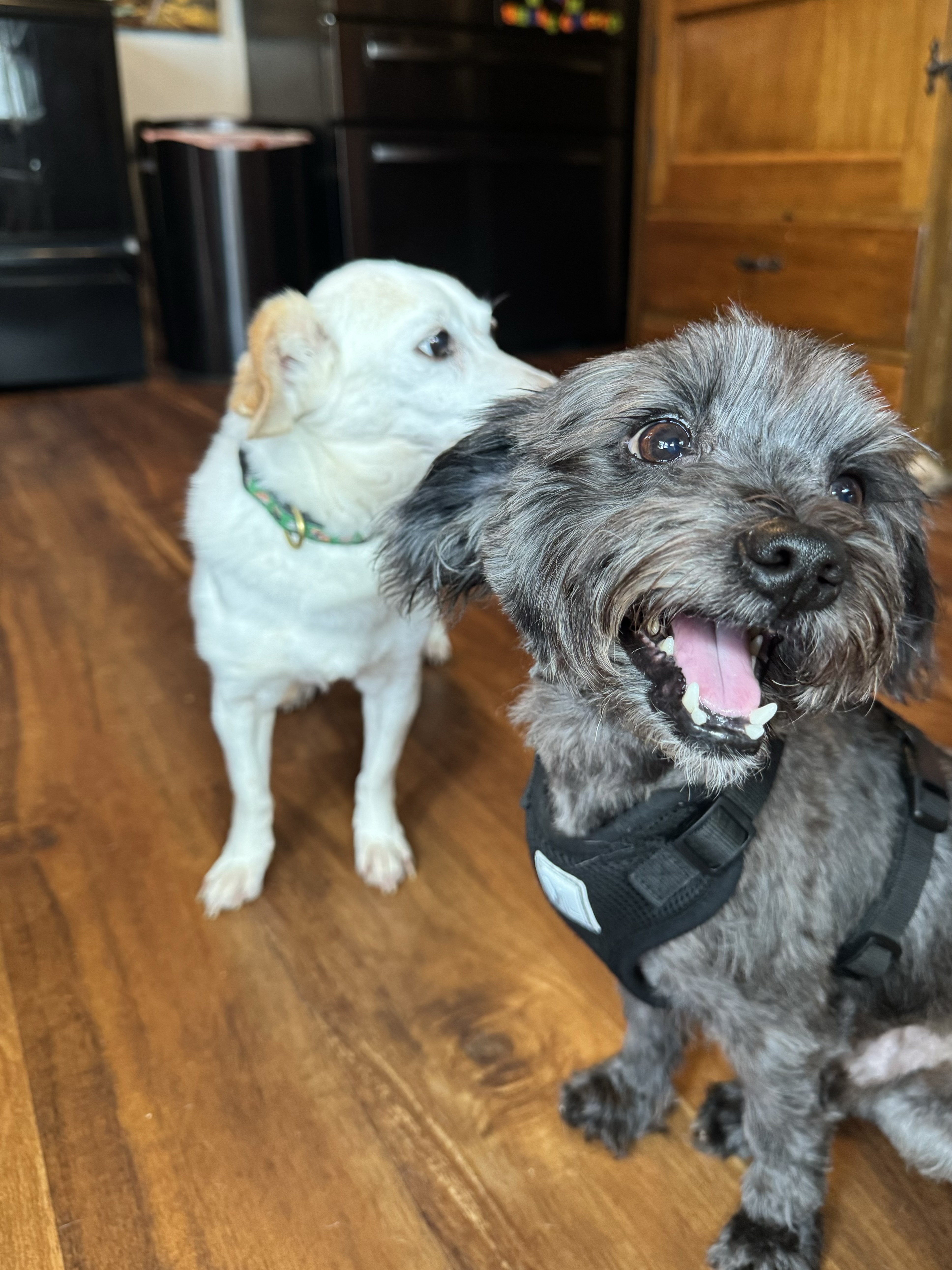 Taz, a Adopted mixed breed in Milwaukee, WI image 3/4