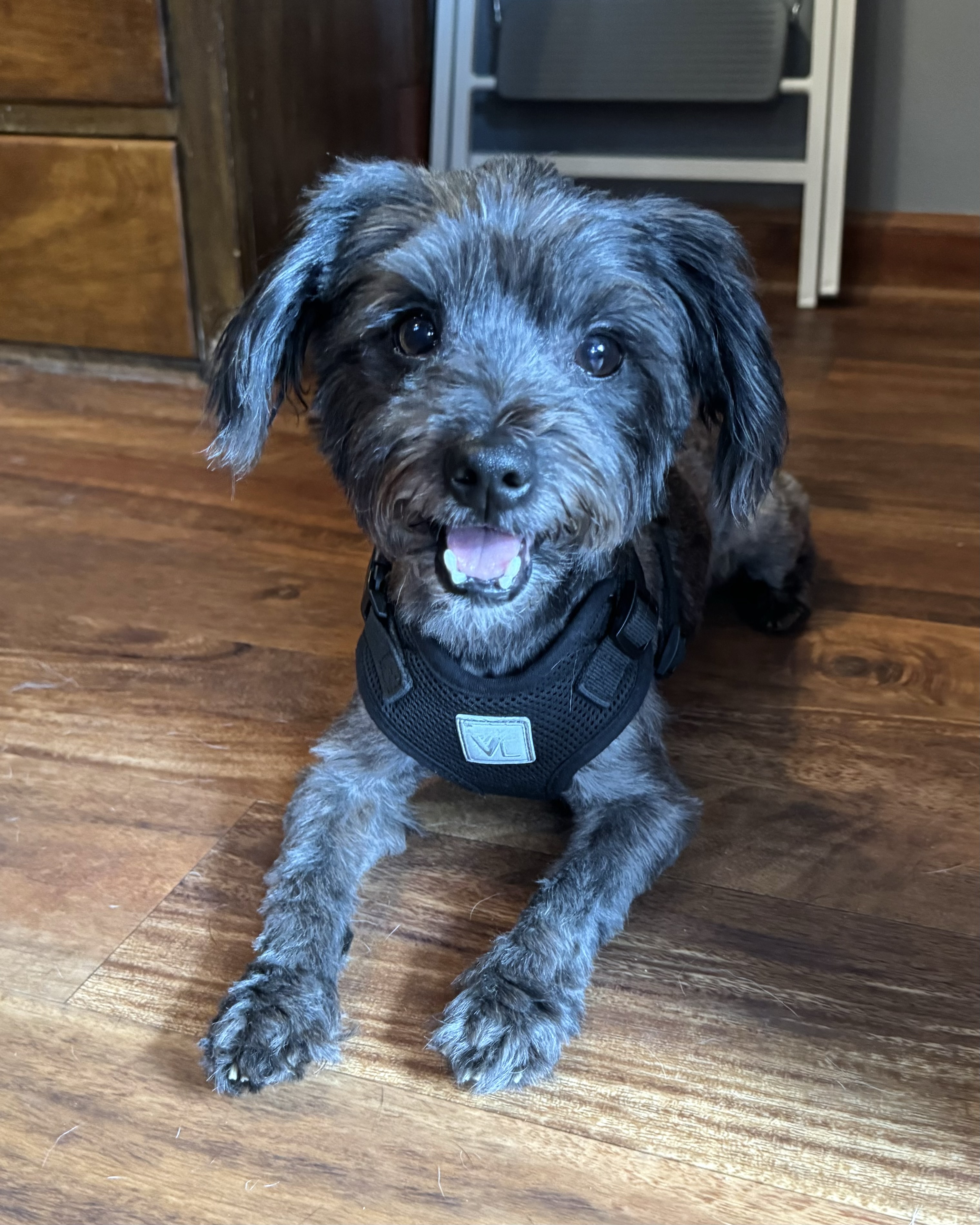 Taz, Adopted, Adult Male Havanese & Maltese.