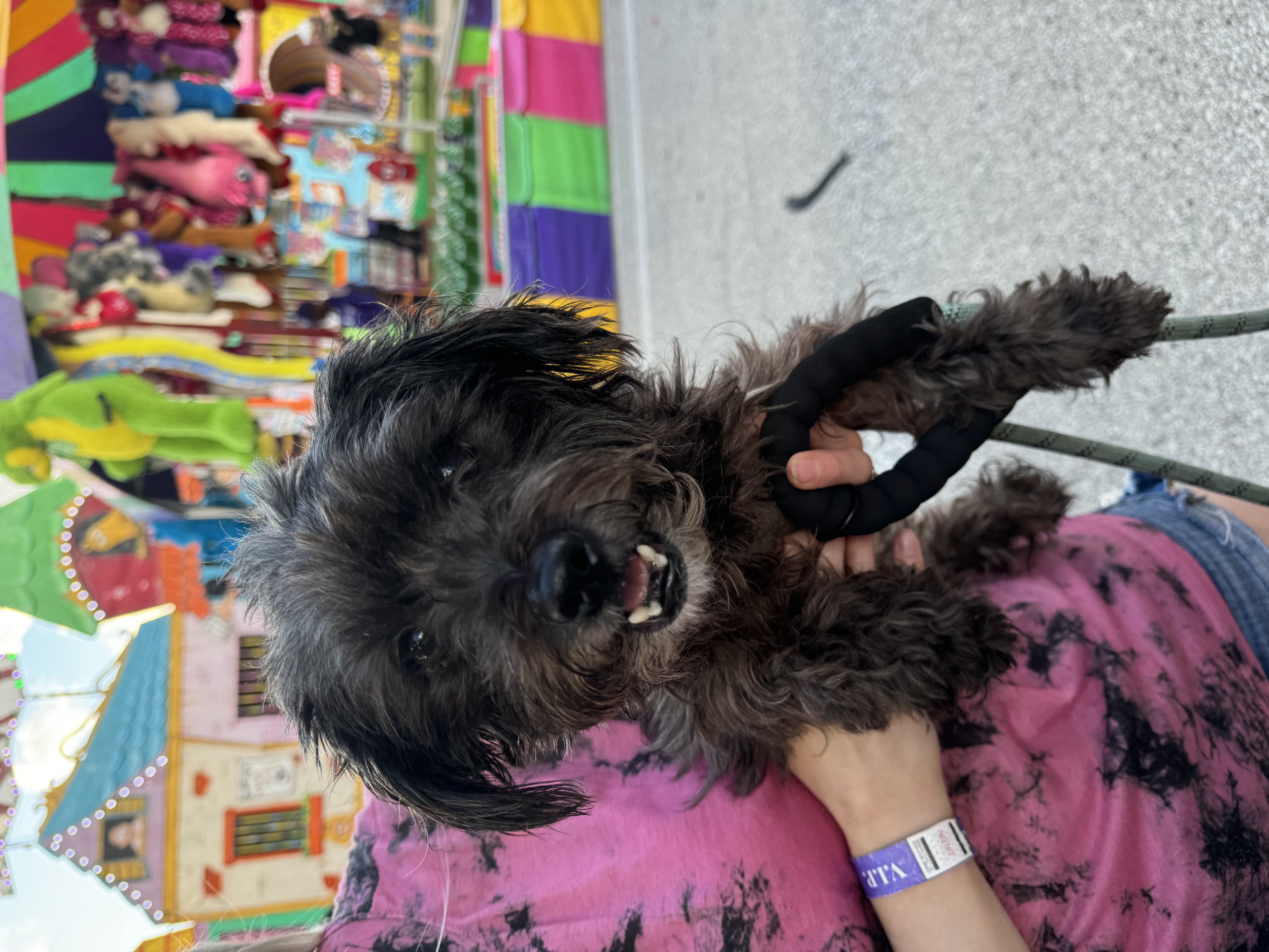 Taz, a Adopted mixed breed in Milwaukee, WI image 4/4