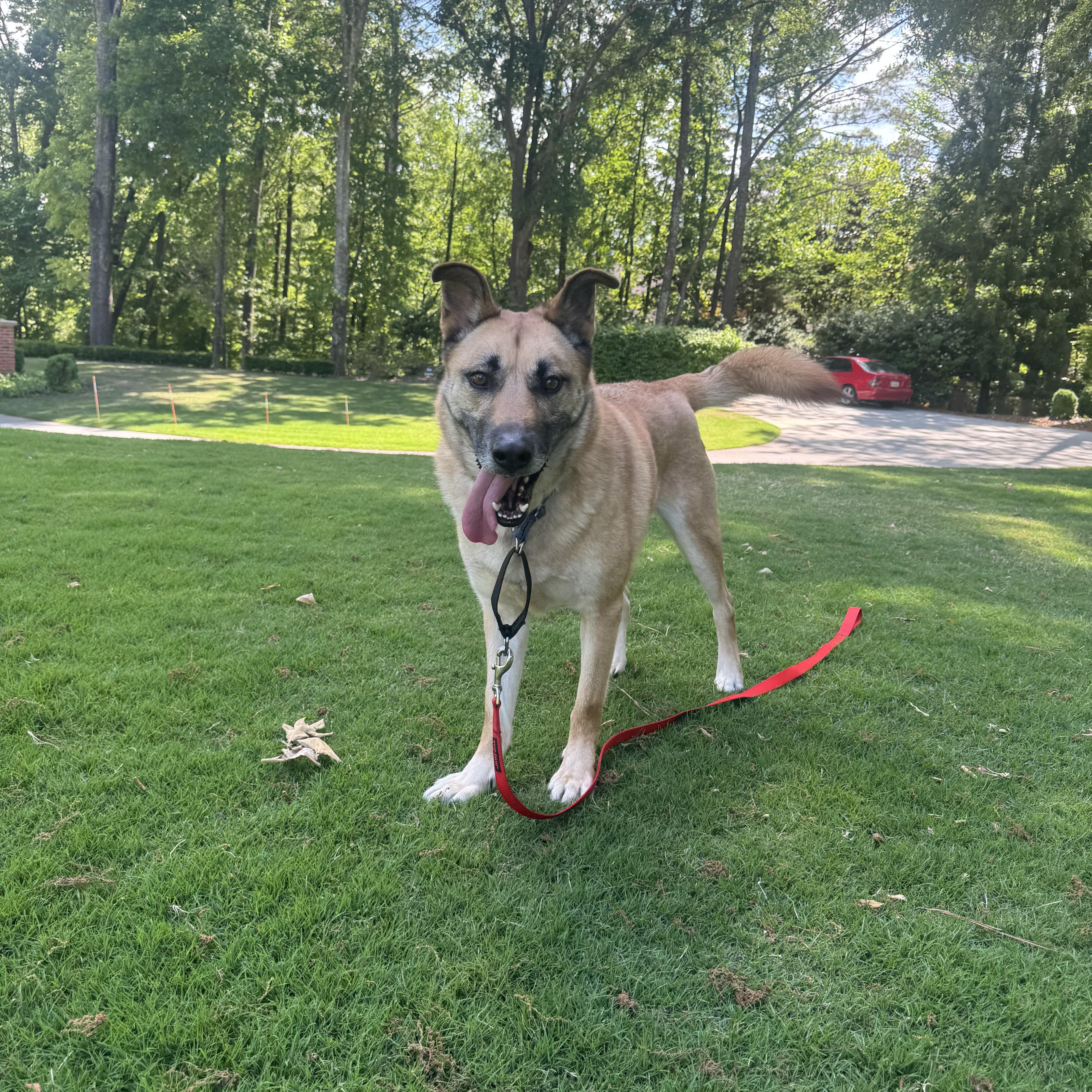 Dude, a Adoptable mixed breed in CUMMING, GA image 6/6
