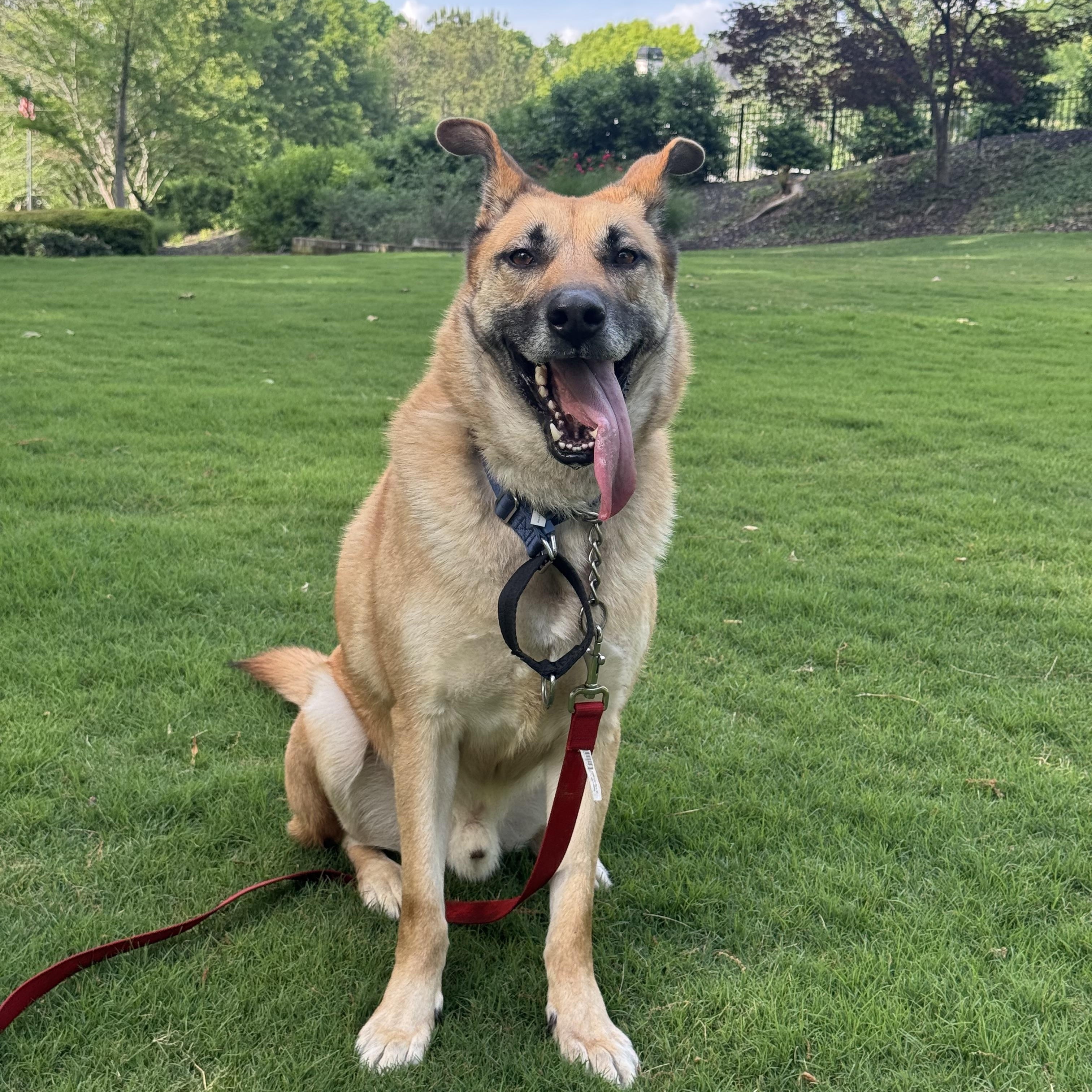 Dude, a Adoptable mixed breed in CUMMING, GA image 2/6