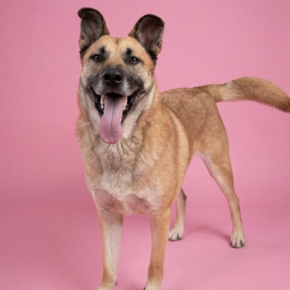 Dude, Adoptable, Adult Male German Shepherd Dog.
