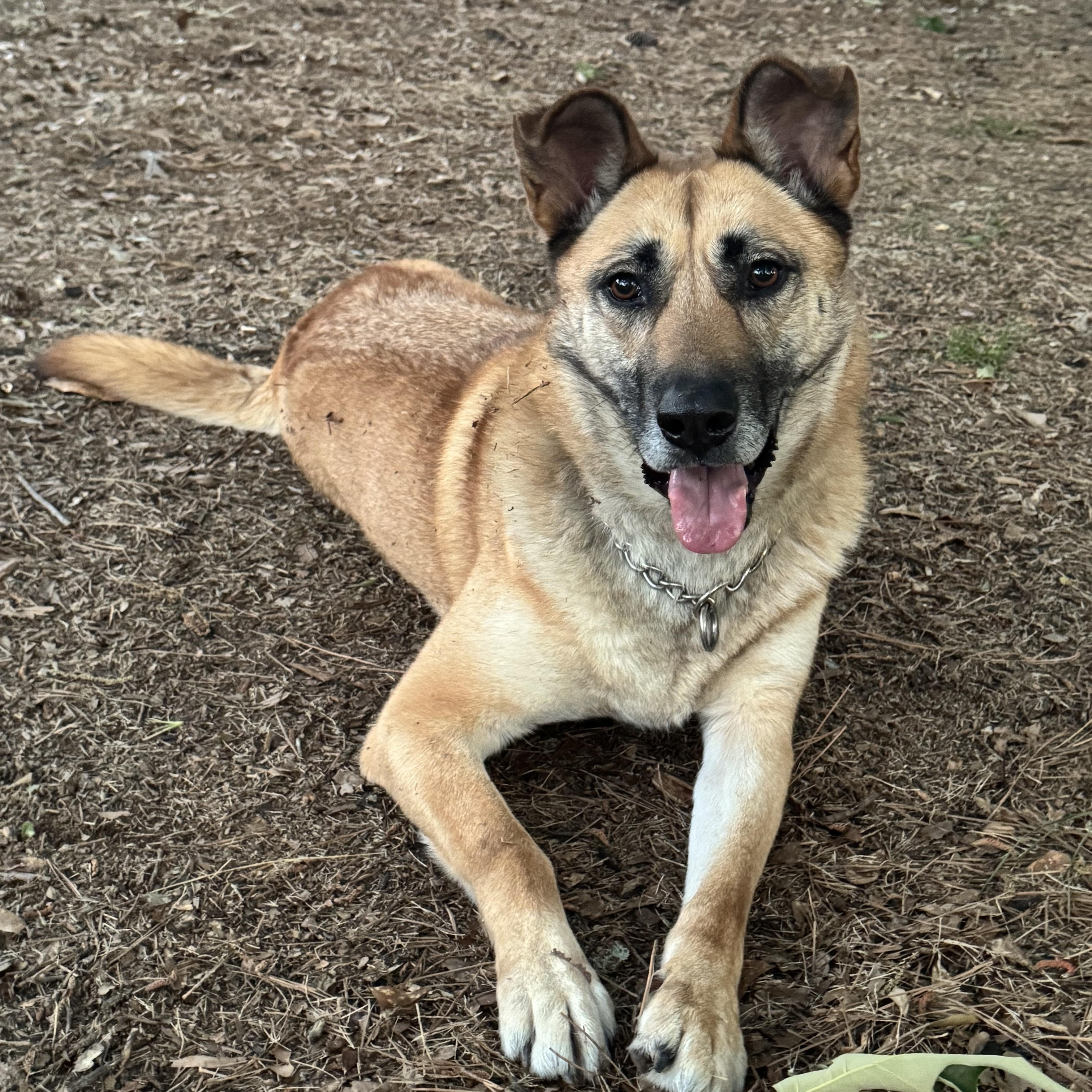 Dude, Adoptable, Adult Male German Shepherd Dog.