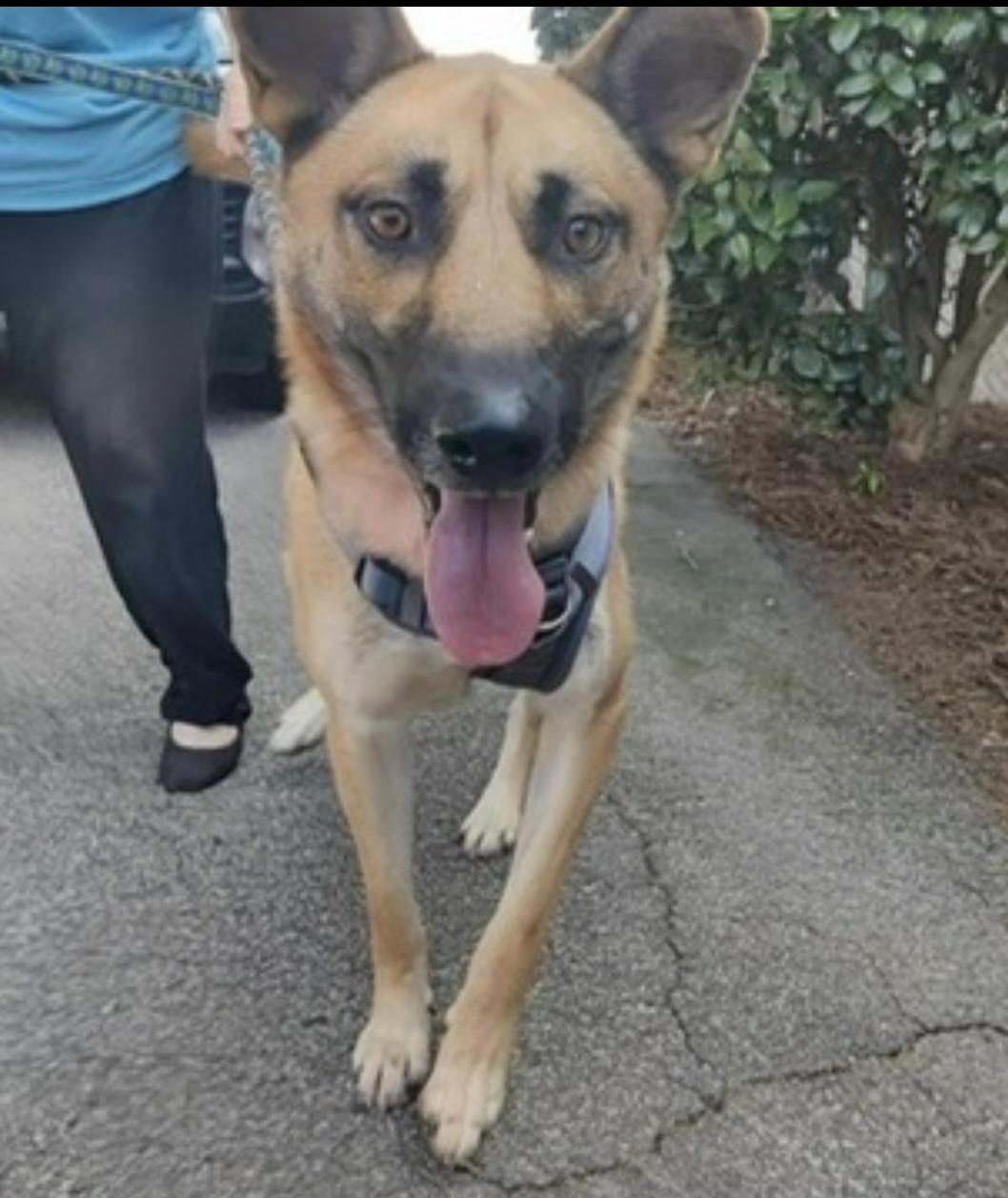 Enlarge Dude, a Adoptable mixed breed in CUMMING, GA image 2/2