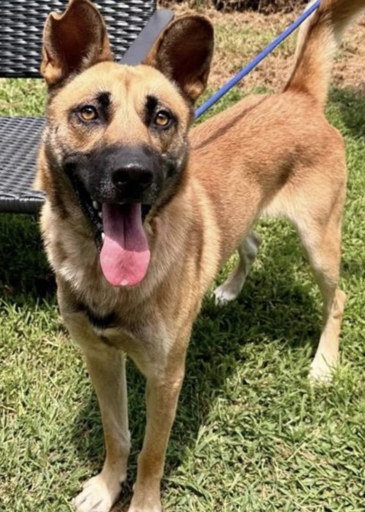 Enlarge Dude, a Adoptable mixed breed in CUMMING, GA image 1/2