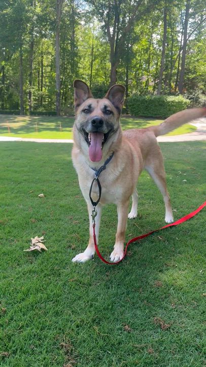 Enlarge Dude, a Adoptable mixed breed in CUMMING, GA video 3/6