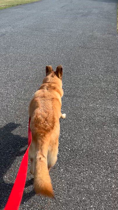 Enlarge Dude, a Adoptable mixed breed in CUMMING, GA video 5/6