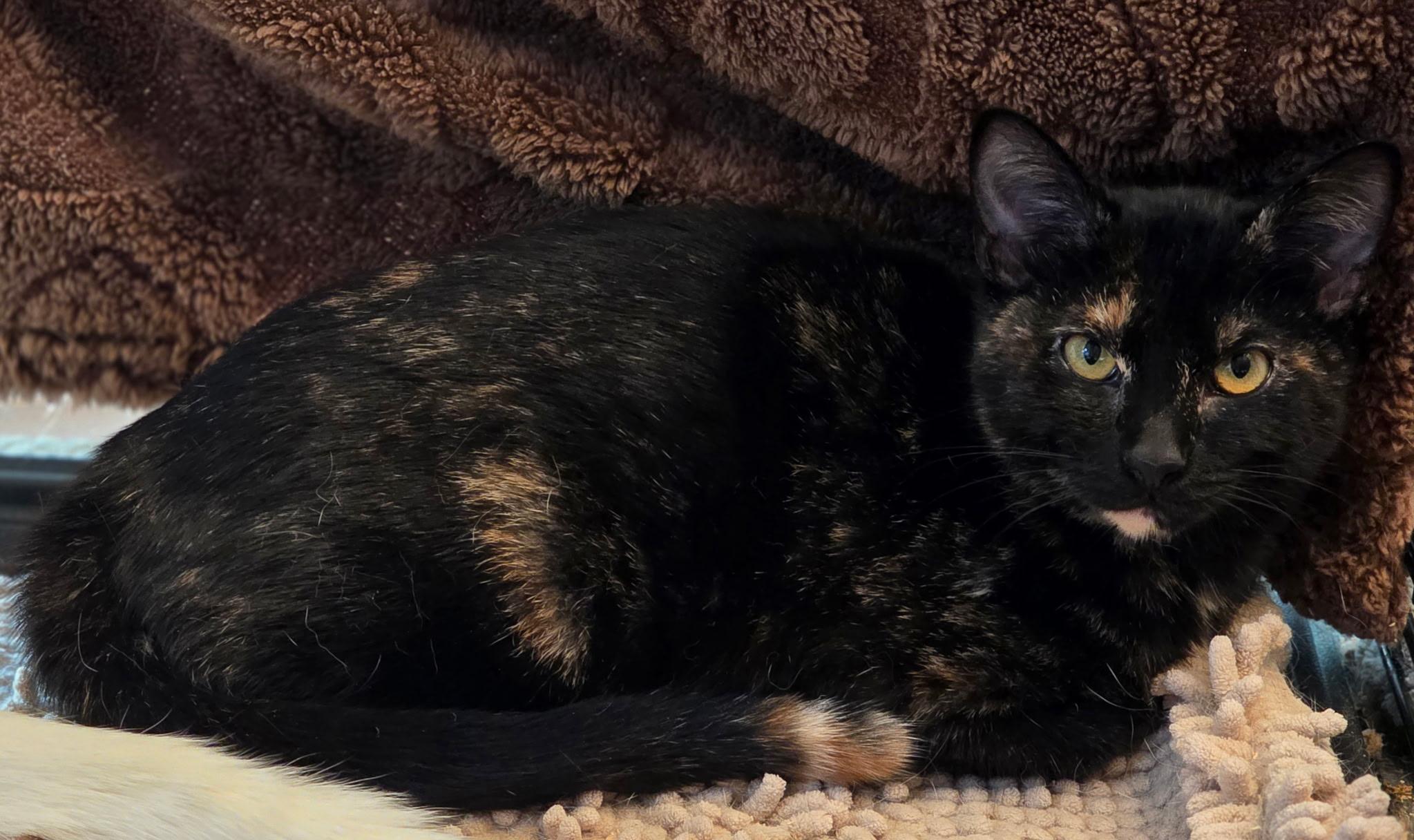 Enlarge Amelia, a Adoption Pending Domestic Short Hair in Rio Linda, CA image 3/6