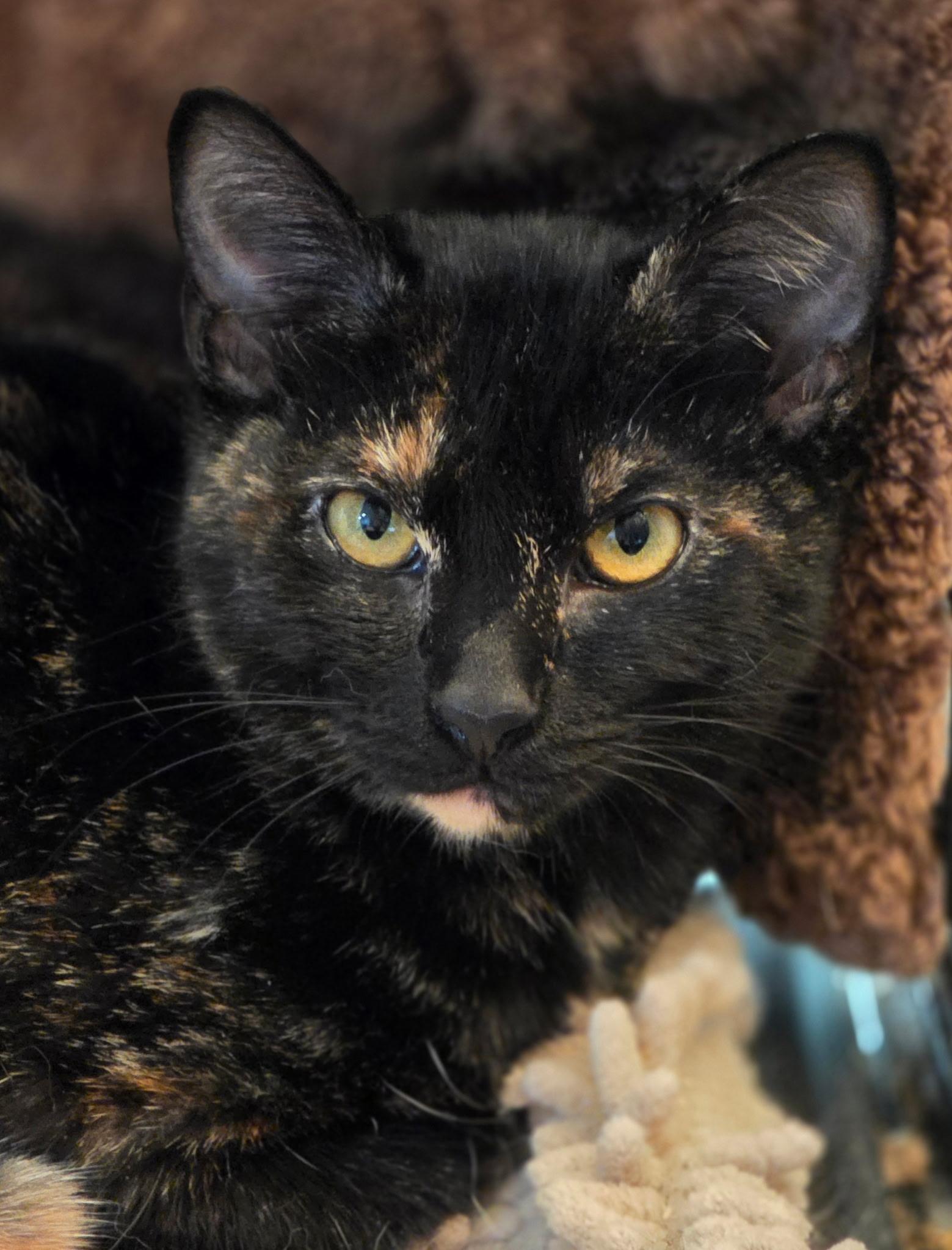 Enlarge Amelia, a Adoption Pending Domestic Short Hair in Rio Linda, CA image 4/6