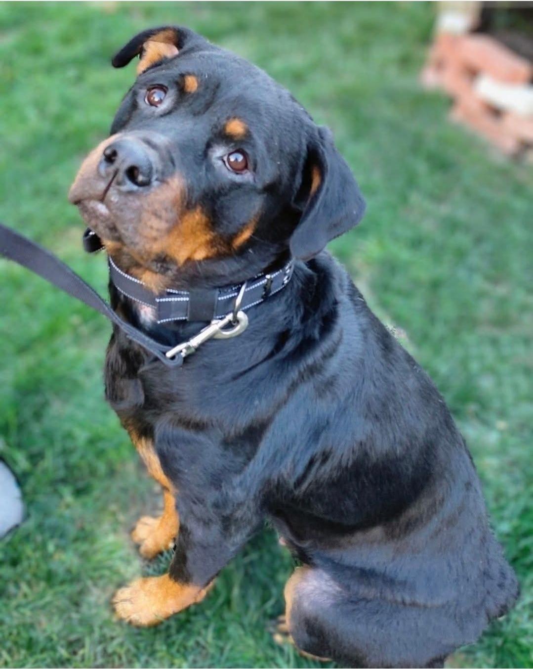 LIBRA, Adoptable, Young Female Rottweiler.